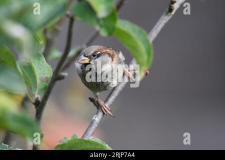 a Closeup shot of a male house sparrow (passer domesticus) sitting in an apple tree in autumn Stock Photo