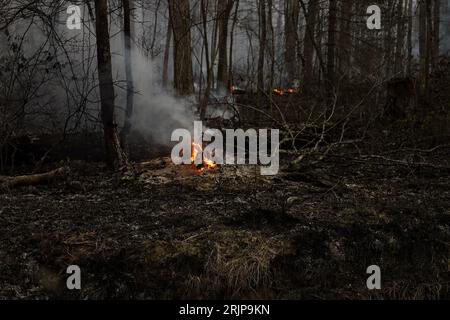 The forest after a wildfire with flames visible between the charred trees. Stock Photo