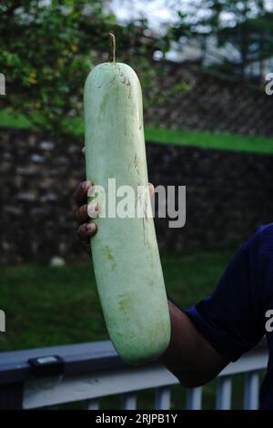 Hand holding homegrown bottle gourd- summer vegetables Stock Photo