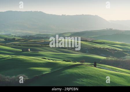 Spring in Tuscany, rolling hills and wheat fields in late afternoon. Landscape in Pienza, Val d'Orcia, Italy Stock Photo