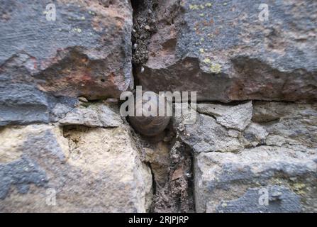 A close-up shot of a snail crawling on a stone wall with cracks and fissures in the surface Stock Photo