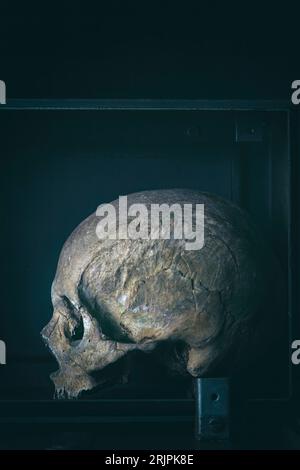 real human skull in metal box dark background Stock Photo