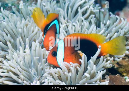 Red and black anemonefish (Amphiprion melanopus) with bleached host anemone.  The tentacles of the anemone are usually a dull brown, but this anemone Stock Photo