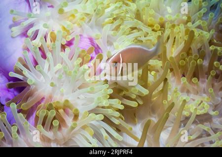 Pink anemonefish (Amphiprion perideraion) with partally bleached Magnificent anemone (Heteractis magnifica).  Bunaken National Park, North Sulawesi, I Stock Photo