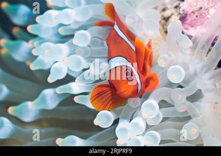 Spinecheek anemonefish (Premnas biaculeatus), small male, with bleached Bubbeltip anemone (Entacmaea quadricolor).  Manado, North Sulawesi, Indonesia. Stock Photo