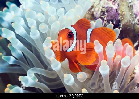 Spinecheek anemonefish (Premnas biaculeatus), small male, with bleached Bubbeltip anemone (Entacmaea quadricolor).  Manado, North Sulawesi, Indonesia. Stock Photo