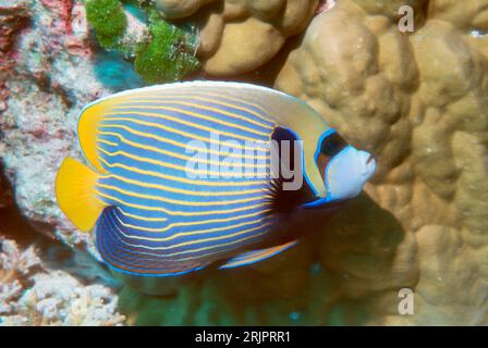 Emperor angelfish (Pomacanthus imperator) swimming past coral wall with invertabrates and soft corals.  Egypt, Red Sea. Stock Photo