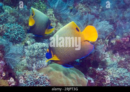 Blue-face angelfish (Pomacanthus xanthometopon).  Indonesia.  Indo-Pacific. Stock Photo