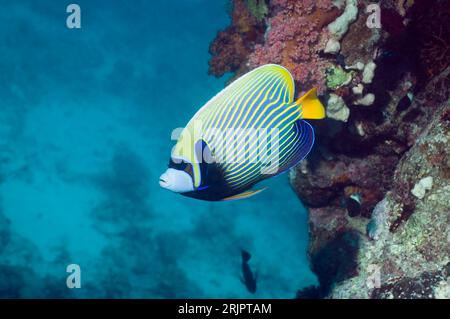 Emperor angelfish (Pomacanthus imperator) on coral reef.  Egypt, Red Sea. Stock Photo