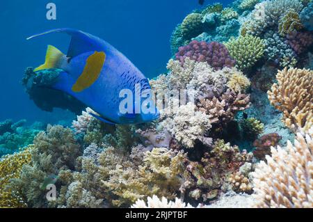 Yellowbar angelfish (Pomacanthus maculosus) swimming over coral reef.  Egypt, Red Sea. Stock Photo