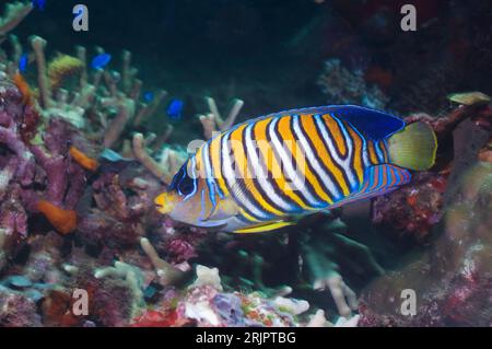 Regal angelfish (Pygoplites diacanthus).  Solomon Islands.  Indo-Pacific Stock Photo