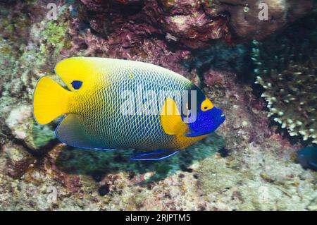 Blue-face angelfish (Pomacanthus xanthometopon).  Andaman Sea, Thailand. Stock Photo
