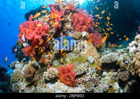 Yellowbar angelfish (Pomacanthus maculosus) swimming over coral reef with soft corals.  Egypt, Red Sea. Stock Photo