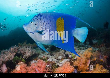 Yellowbar angelfish (Pomacanthus maculosus) swimming over coral reef.  Red Sea. Stock Photo
