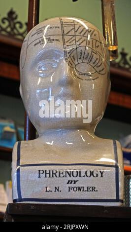 Phrenology head, Victorian chemist shop interior, 4 Cavendish Circus, Buxton, High Peak, Derbyshire, England, UK,  SK17 6AX Stock Photo