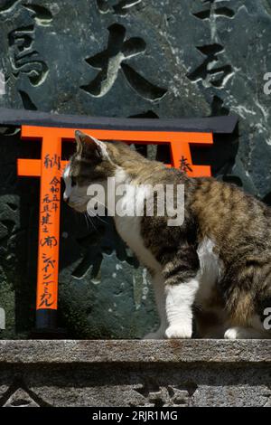 A close-up shot of a cat on a concrete wall in the Thousand Gates Shrine in Kyoto, Japan Stock Photo