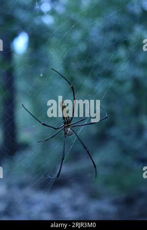 A macro shot of a spider perched in the center of its intricate web, suspended between two trees in a natural outdoor environment Stock Photo