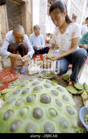 Bildnummer: 51370987  Datum: 28.07.2006  Copyright: imago/Xinhua Chinesen sammeln den Samen von Lotusblumen in kleinen Schalen - China - PUBLICATIONxNOTxINxCHN, Personen; 2006, Nanchang, Guangchang, Jiangxi, Frau, Frauen, Bäuerin, Land, Leute, Lotussamen, Blumensamen; , hoch, Kbdig, Gruppenbild, Landwirtschaft, Wirtschaft, China, Arbeitswelten, Gesellschaft,  / Mann, Männer, Bauer, Bauern, Lotus, Chinesin Stock Photo