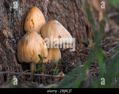 Common blackberry, Coprinopsis rucharia mushrooms growing by a tree among grasses on a blurred background close-up, Edible but also poisonous mushroom Stock Photo