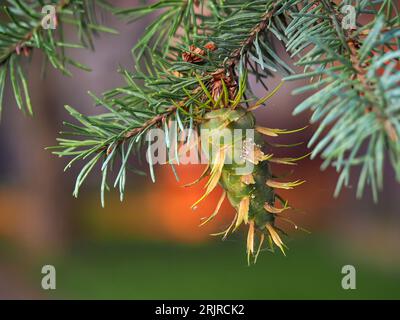 Douglas fir, green young cones on branches, green fir, Douglas fir, pine tree, pseudotsuga menziesii, coniferous tree Stock Photo