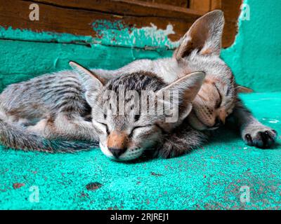 Two adorable kittens cuddling up together on a soft green rug, dreaming sweetly Stock Photo