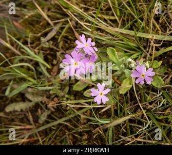 Birds Eye primrose Primula farinosa, in flower beside the River Tees at Widdybank near Forest in Teesdale County Durham Stock Photo
