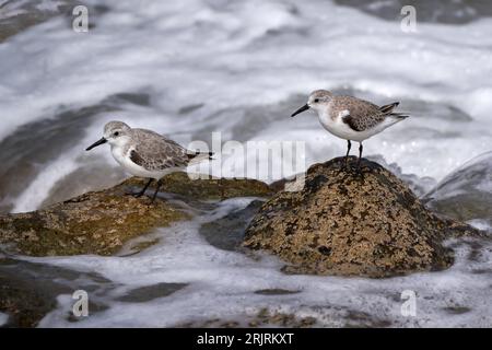 Two Sanderlings (Calidris alba) in winter plumage standing on rocks in the foamy sea - Fuerteventura Stock Photo
