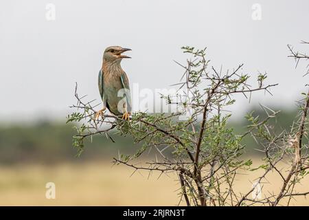 A closeup of a European roller perched on a tree in a lush green with a blurry background Stock Photo