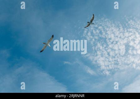 Seagulls flying in the the blue sky. Cloudy sky. Stock Photo