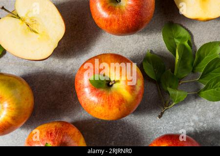 Red Organic Raw Envy Apples in a Bunch Stock Photo