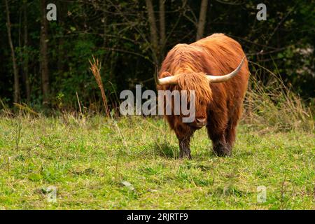 Scottish Highland Cattle walking out of forest searching for food. Wildlife animal fluffy and hairy red coat Stock Photo