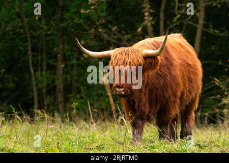 Scottish Highland Cattle walking out of forest searching for food. Wildlife animal fluffy and hairy red coat Stock Photo