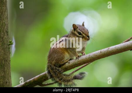 A closeup shot of a small brown chipmunk on a wooden branch Stock Photo