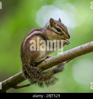A closeup shot of a small brown chipmunk on a wooden branch Stock Photo