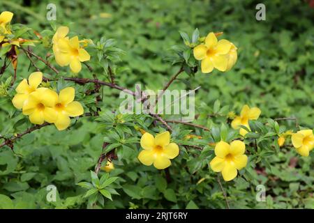 Golden Trumpet Vine, Pretty Yellow Flowers Stock Photo