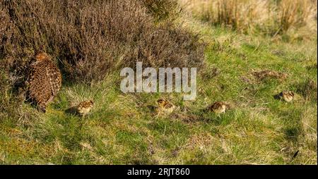 Red Grouse mother with chicks on heather moorland, Teesdale, North Pennines, England Stock Photo