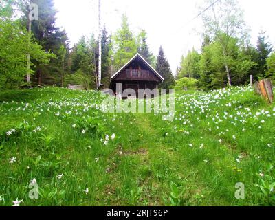 Wooden lodge at the top of slope covered in grass and white blooming poet's daffodil, poet's narcissus, nargis, pheasant's eye, findern flower (Narcis Stock Photo
