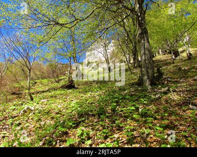 Slope covered in deciduous, broadleaf beech forest with lush herbaceous vegetation covering the ground incl. white butterbur (Petasites albus) in Slov Stock Photo