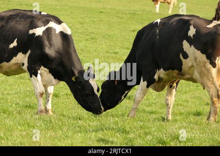 Two brown and white cows standing in a lush green grassy field Stock Photo