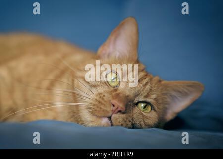 Cute red cat lying on the sofa. Horizontal image with selective focus. Stock Photo
