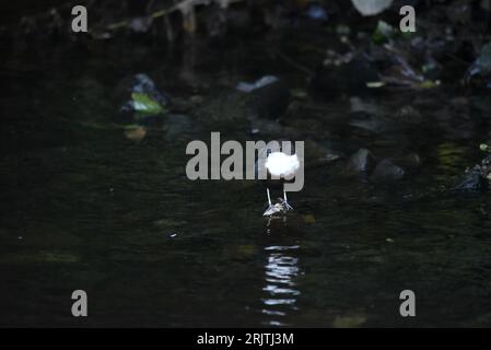 Low-Key Image of a White-Throated Dipper (Cinclus cinclus) Facing Camera with Head Turned to Left of Image, Perched at Water's Edge, taken in Wales Stock Photo