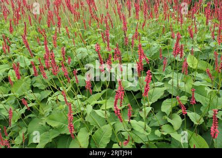 Closeup of the clump forming salmon-red flowers green leaves of the summer long flowering herbaceous perennial garden plant persicaria amplexicaulis. Stock Photo