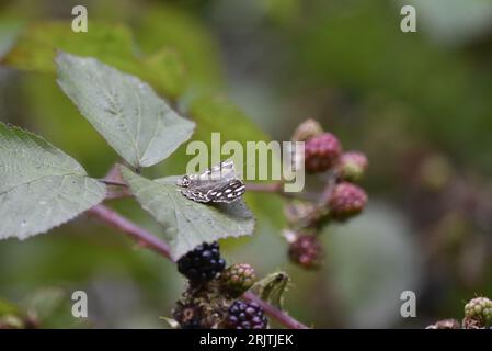 Speckled Wood Butterfly (Parange aegeria) Sitting in Right-Profile on Top of a Blackberry Leaf, with Wings Open, Antennae and Face Visible, in UK Stock Photo