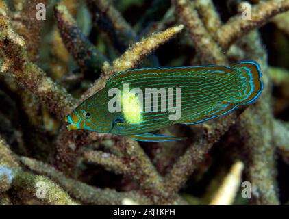 Tubelip wrasse, Labrichthys unilineatus, Raja Ampat Indonesia. Stock Photo