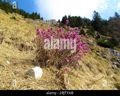 Pink blooming mezereum, mezereon, february daphne, spurge laurel or spurge olive (Daphne mezereum) flowers surrounded by dry grass Stock Photo