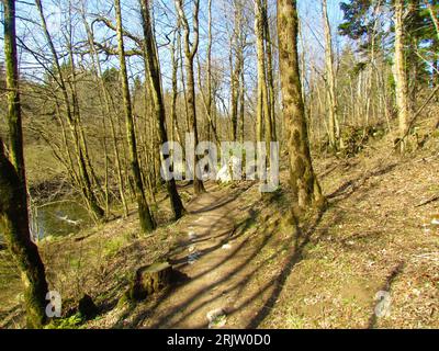 Path leading through a broadleaf temperate deciduous forest in Slovenia Stock Photo
