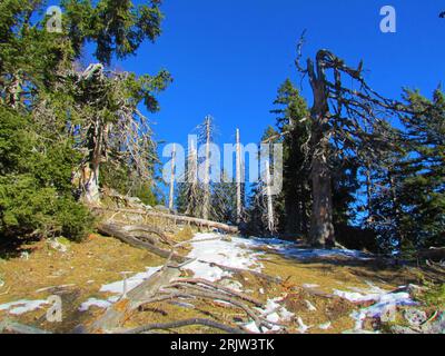 Group of dead spruce trees or snags with a meadow covered in snow in front under Dobrca in Slovenia Stock Photo