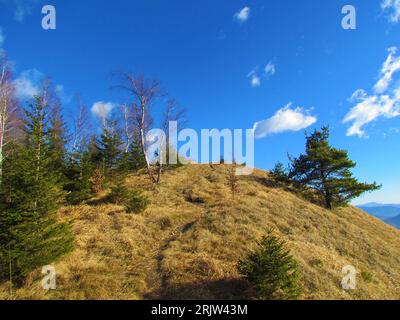 Path leading up a slope covered in dry grass and spruce and white bark birch trees in Slovenia Stock Photo