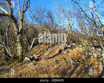 Common beech forest in Slovenia with fallen leaves and rocks covering the ground lit by sunlight Stock Photo