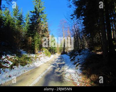 Gravel road leading up to Uskovnica in Triglav national park in Slovenia through a mixed broadleaf and conifer spruce and beech forest in winter Stock Photo